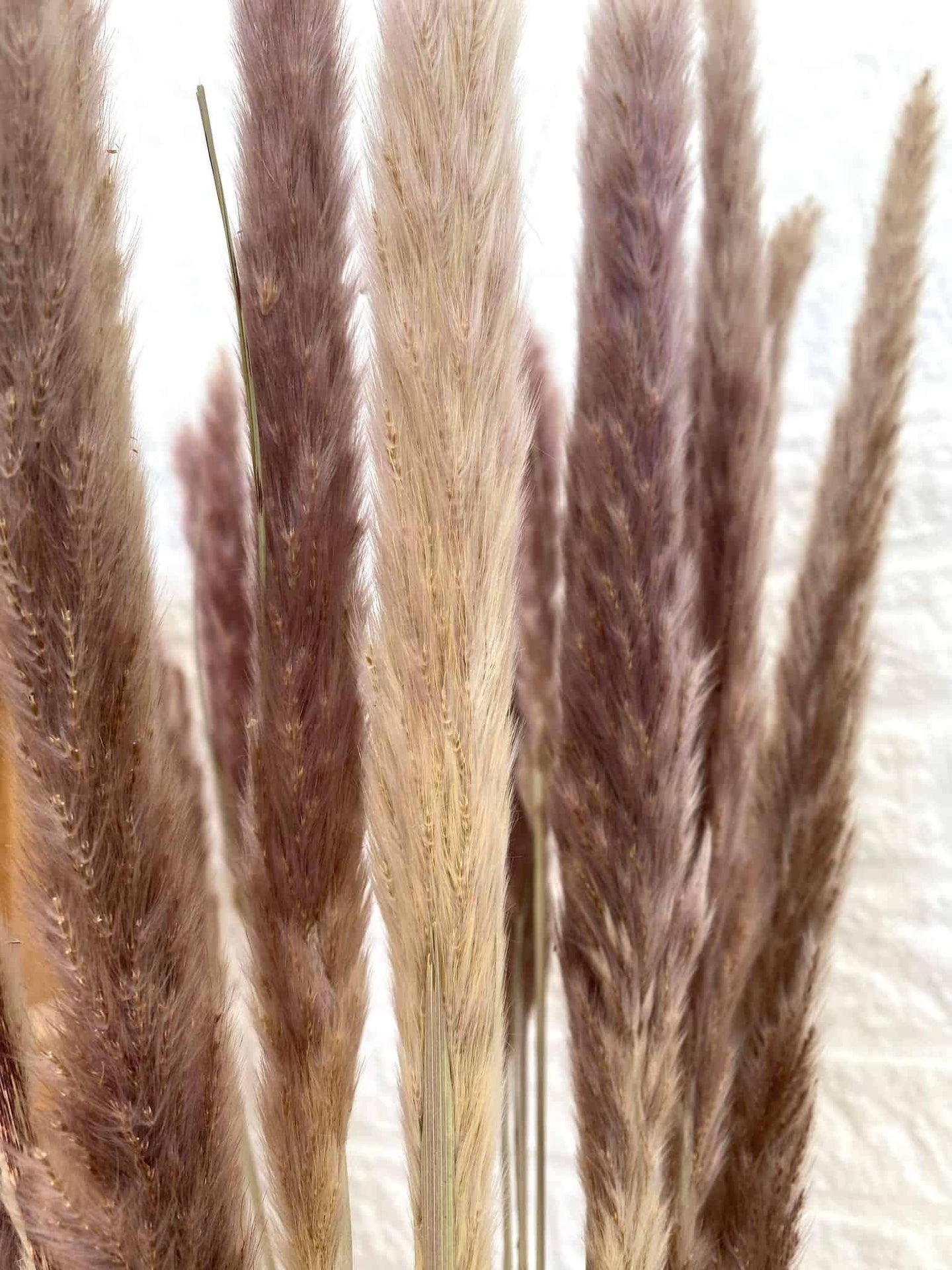 Evighedsbuket - Silver grass Plume natural - VIAMAJA.DK