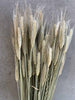 Ewigkeitsstrauß - Triticale (Roggen)