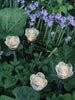 Fackel mit Solarzellen FLOWER – Set mit 4 Stk.