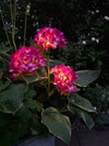 Hortensie mit Solarzellen – Pink