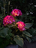 Hortensie mit Solarzellen – Pink