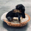 Hundekorb aus robustem Rattan – Mittel