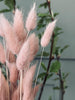Lagurus - Rose