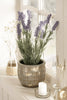 Lavendel – 40 cm