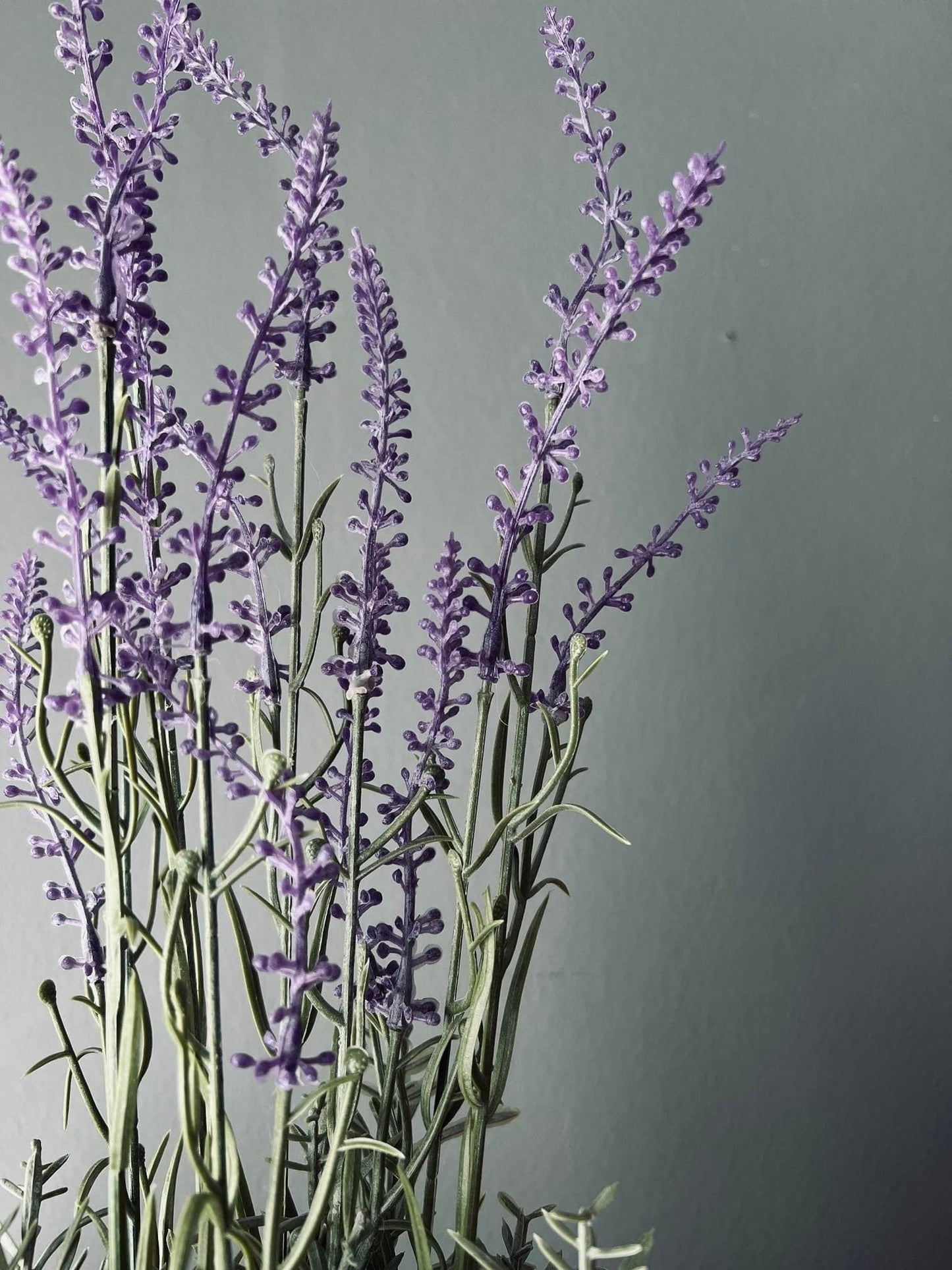 Lavendel i naturpotte - Mørk lilla - VIAMAJA.DK