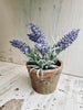 Lavendel im Topf