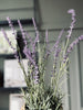 Lavendel-Mix - H 46 cm