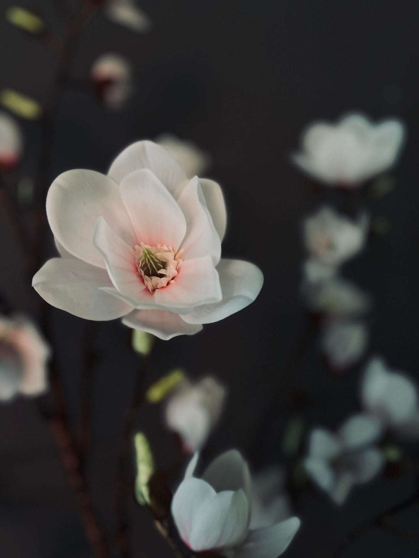 Magnoliatræ i pot - 120 cm - VIAMAJA.DK