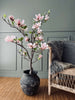 Magnolienbaum im Topf - 120 cm Rosa