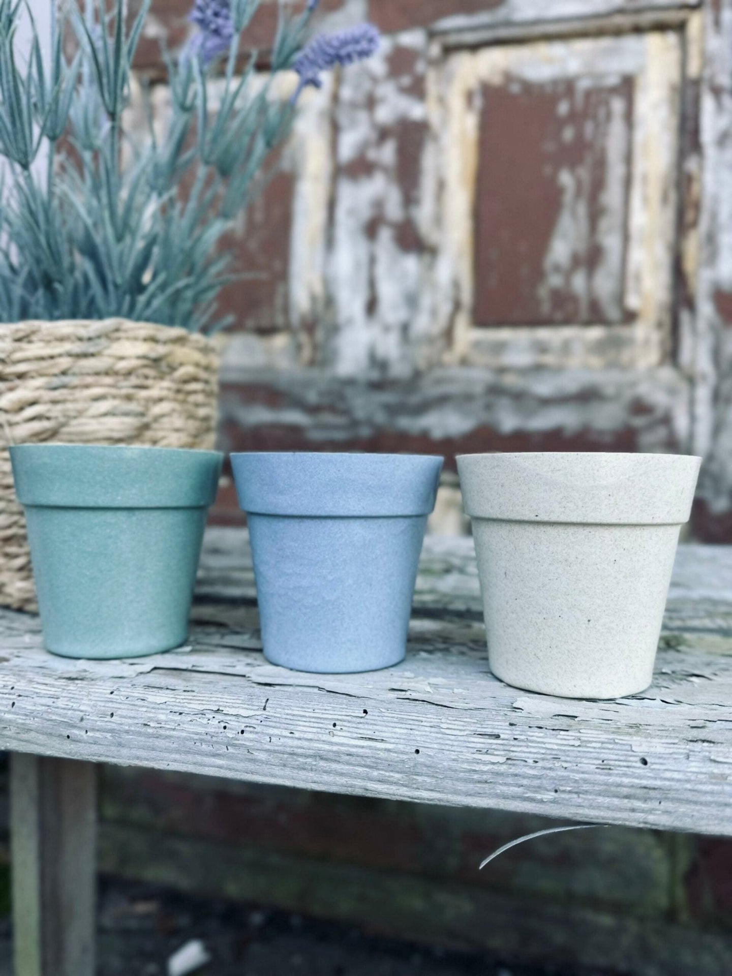 Myggelys – Citronella i biopotte - VIAMAJA.DK