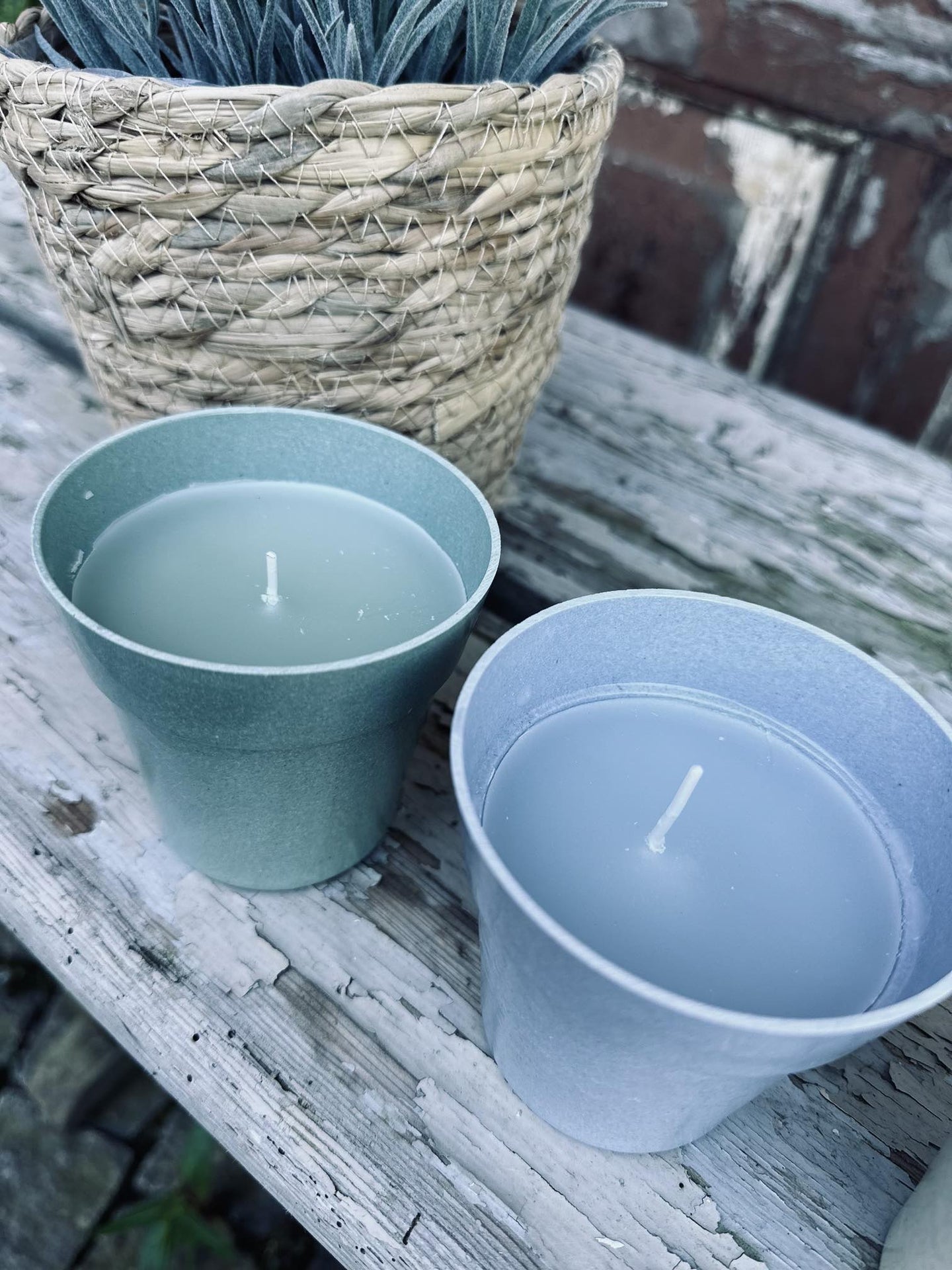 Myggelys – Citronella i biopotte - VIAMAJA.DK