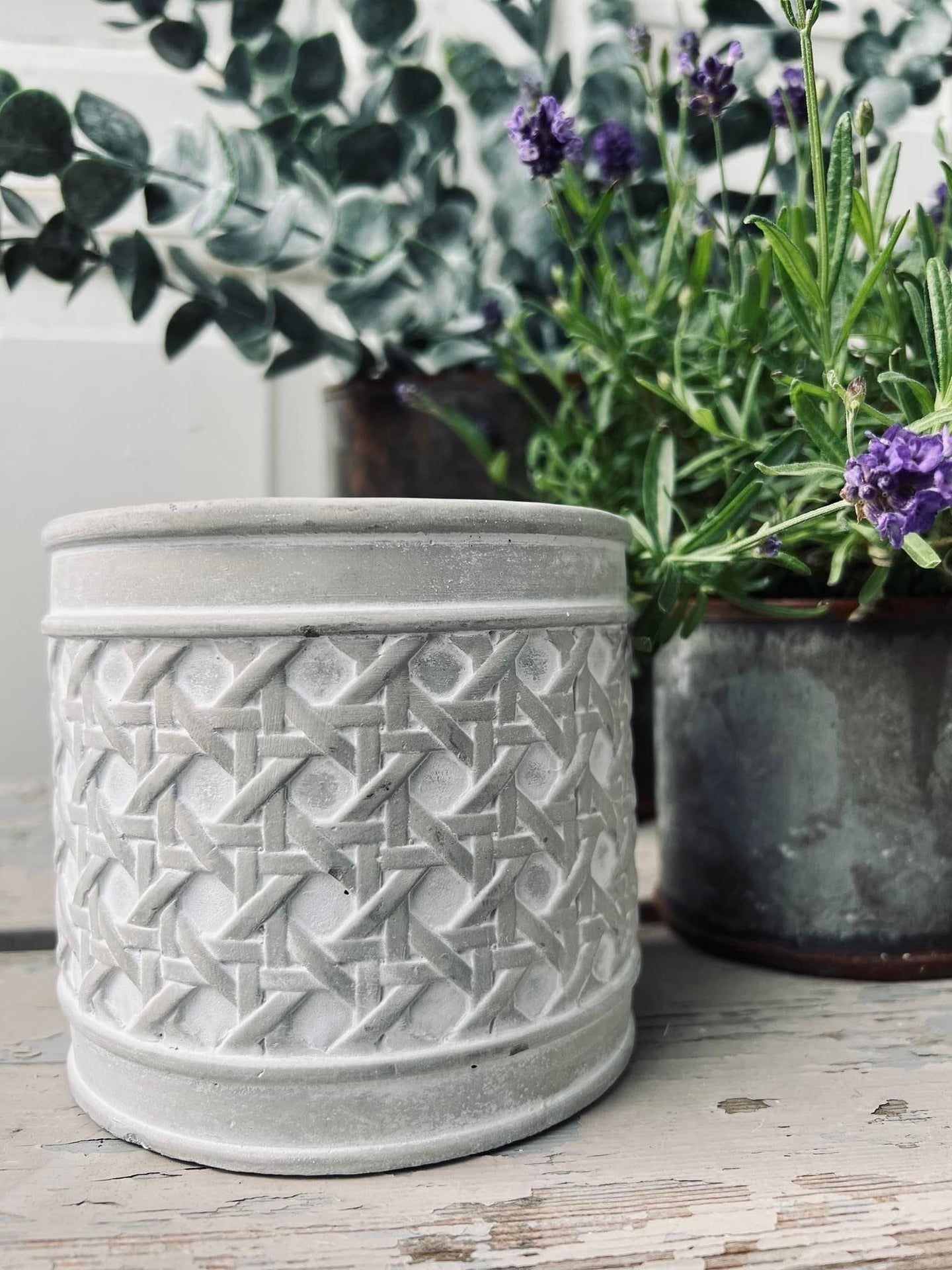 Myggelys i cement potte - Citronella mix - VIAMAJA.DK