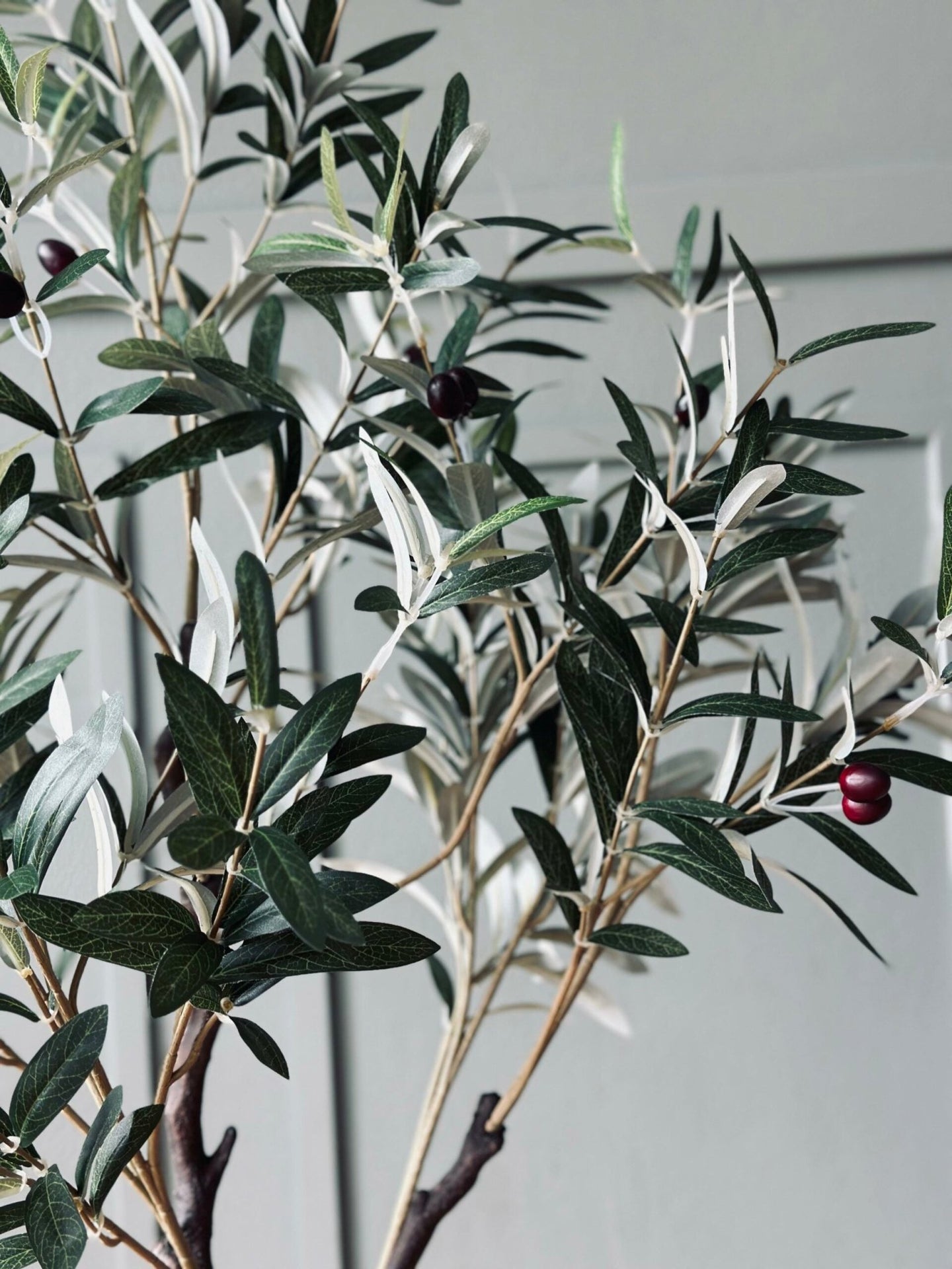 Olivenbaum 120 cm - VIAMAJA.DK