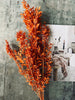 Getrocknete Blumen – Orange