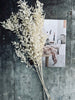 Trockenblumen – White ROSSA
