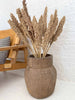 Wild Corn – Sahara – 20 Stk.